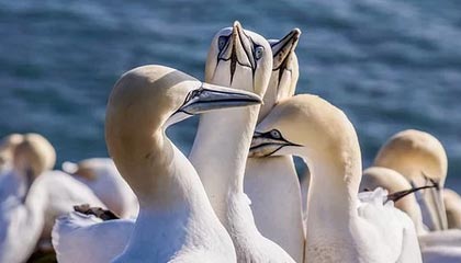 国王杯镜头一给到裁判,全场就知道不妙了:更衣室里一句话炸了