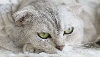 美洲杯马竞这场争议没完，战术分歧围绕复出发酵，开云热榜：后续反转太快