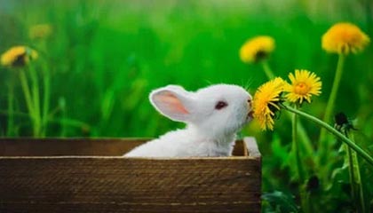 灰熊被吹掉的那球到底怎么算？真没想到，现场收音把真相带出来，开云数据